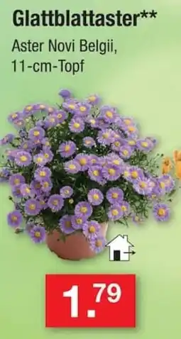 Zimmermann Glattblattaster** Aster Novi Belgii Angebot