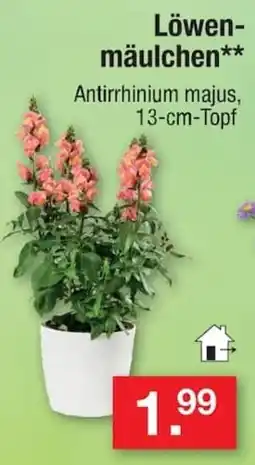 Zimmermann Löwenmäulchen** Antirrhinium majus, 13-cm-Topf Angebot