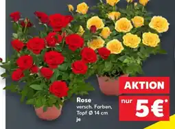 Kaufland Rose Angebot