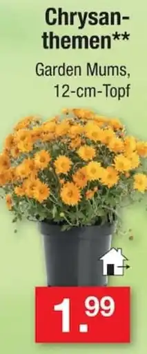 Zimmermann Chrysanthemen** Garden Mums, 12-cm-Topf Angebot