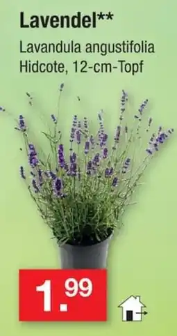 Zimmermann Lavendel** Lavandula angustifolia Hidcote Angebot