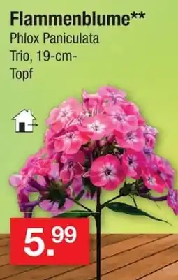 Zimmermann Flammenblume** Phlox Paniculata Trio, 19-cm-Topf Angebot
