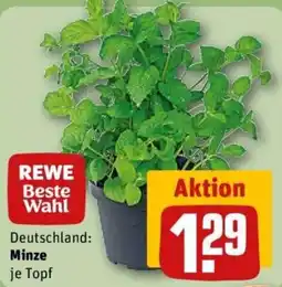 REWE Minze Angebot