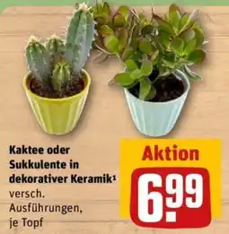 REWE Kaktee oder Sukkulenten in dekorativer Keramik Angebot