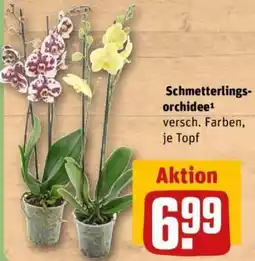 REWE Schmetterlings-orchidee Angebot