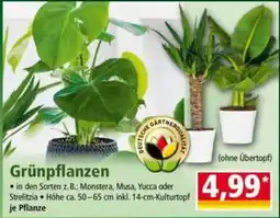 Norma Grünpflanzen Angebot