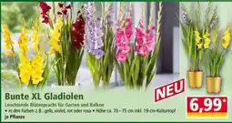 Norma Bunte XL Gladiolen Angebot
