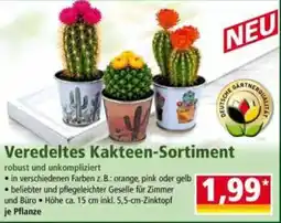 Norma Veredeltes Kakteen-Sortiment Angebot