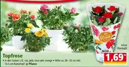 Norma Topfrose Angebot