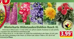 Norma Winterharte Blühstauden/Dahlien Busch XL Angebot
