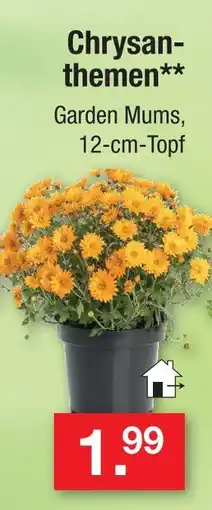 Zimmermann Chrysanthemen Angebot