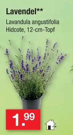 Zimmermann Lavendel Angebot