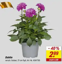 toom Baumarkt Dahlie Angebot