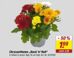 toom Baumarkt Chrysantheme Angebot