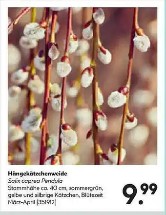 Hellweg Hängekätzchenweide Angebot