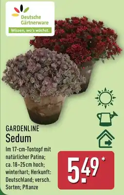 Aldi Nord GARDENLINE Sedum Angebot