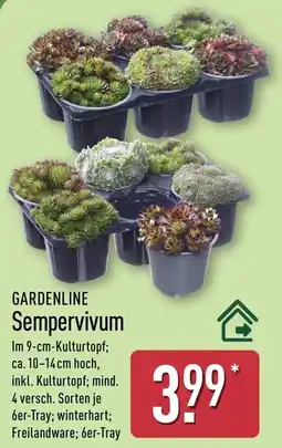 Aldi Nord GARDENLINE Sempervivum Angebot