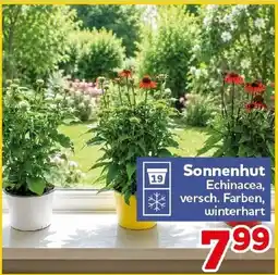 CENTERSHOP Sonnenhut Echinacea Angebot