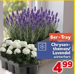 CENTERSHOP Chrysanthemen/Lavendel winterhart Angebot