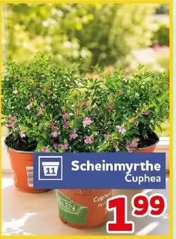 CENTERSHOP Scheinmyrthe Cuphea Angebot