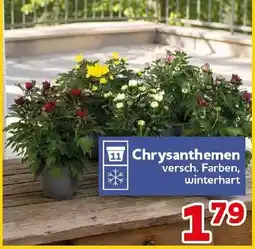 CENTERSHOP Chrysanthemen Angebot