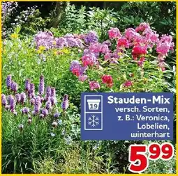 CENTERSHOP Stauden-Mix Angebot