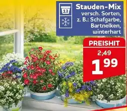 CENTERSHOP Stauden-Mix Angebot