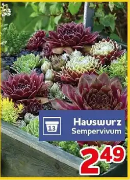 CENTERSHOP Hauswurz Sempervivum Angebot