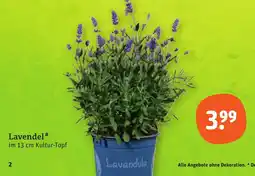 tegut Lavendel Angebot