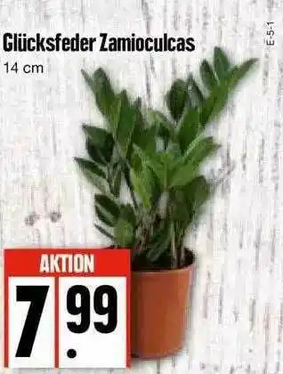 Edeka Glücksfeder Zamioculcas Angebot