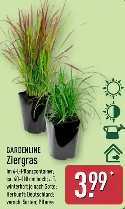Aldi Nord GARDENLINE Ziergras Angebot