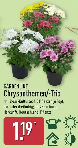 Aldi Nord GARDENLINE Chrysanthemen/-Trio Angebot