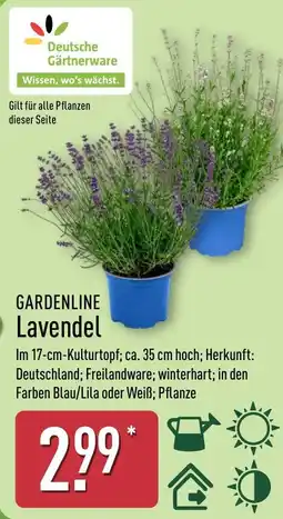 Aldi Nord GARDENLINE Lavendel Angebot
