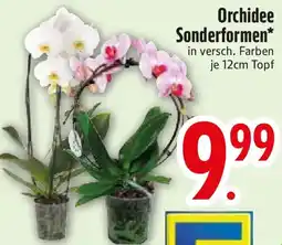 Edeka Orchidee Sonderformen Angebot