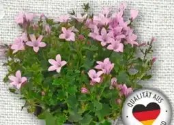 nahkauf Rewe Beste Wahl Glockenblume Angebot