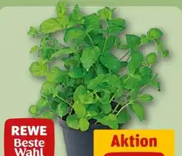 REWE Center Rewe Beste Wahl Minze Angebot