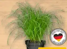 REWE Center Katzengras Angebot