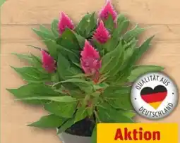 REWE Center Federbusch Angebot