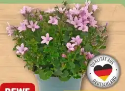 REWE Center Rewe Beste Wahl Glockenblume Angebot