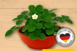 REWE Center Erdbeerschale XL Angebot