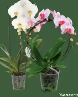 E-Center Orchidee Sonderformen Angebot