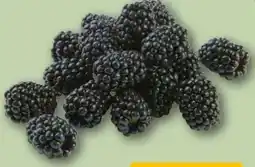 REWE Center Brombeeren Angebot