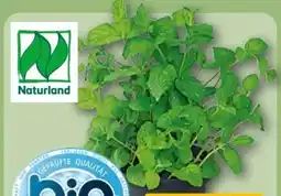 REWE Center Bio-Minze Topf Angebot