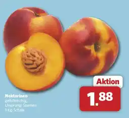 Combi Nektarinen gelbfleischig Angebot