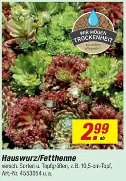 toom Baumarkt Hauswurz/Fetthenne Angebot