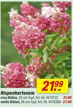 toom Baumarkt Rispenhortensie Angebot