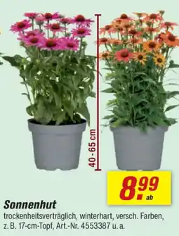 toom Baumarkt Sonnenhut Angebot