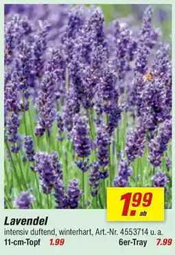 toom Baumarkt Lavendel Angebot