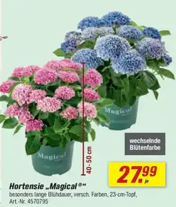 toom Baumarkt Hortensie „Magical“ Angebot
