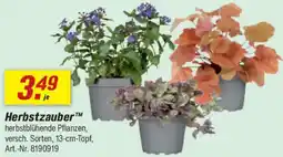 toom Baumarkt Herbstzauber™ herbstblühende Pflanzen Angebot